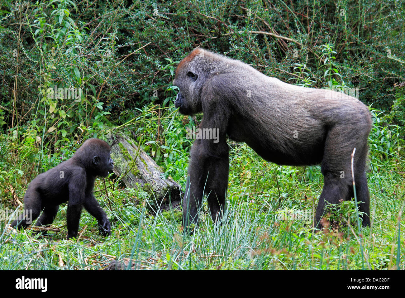 lowland gorilla (Gorilla gorilla gorilla), silver back with juvenile at the edge of a thicket Stock Photo