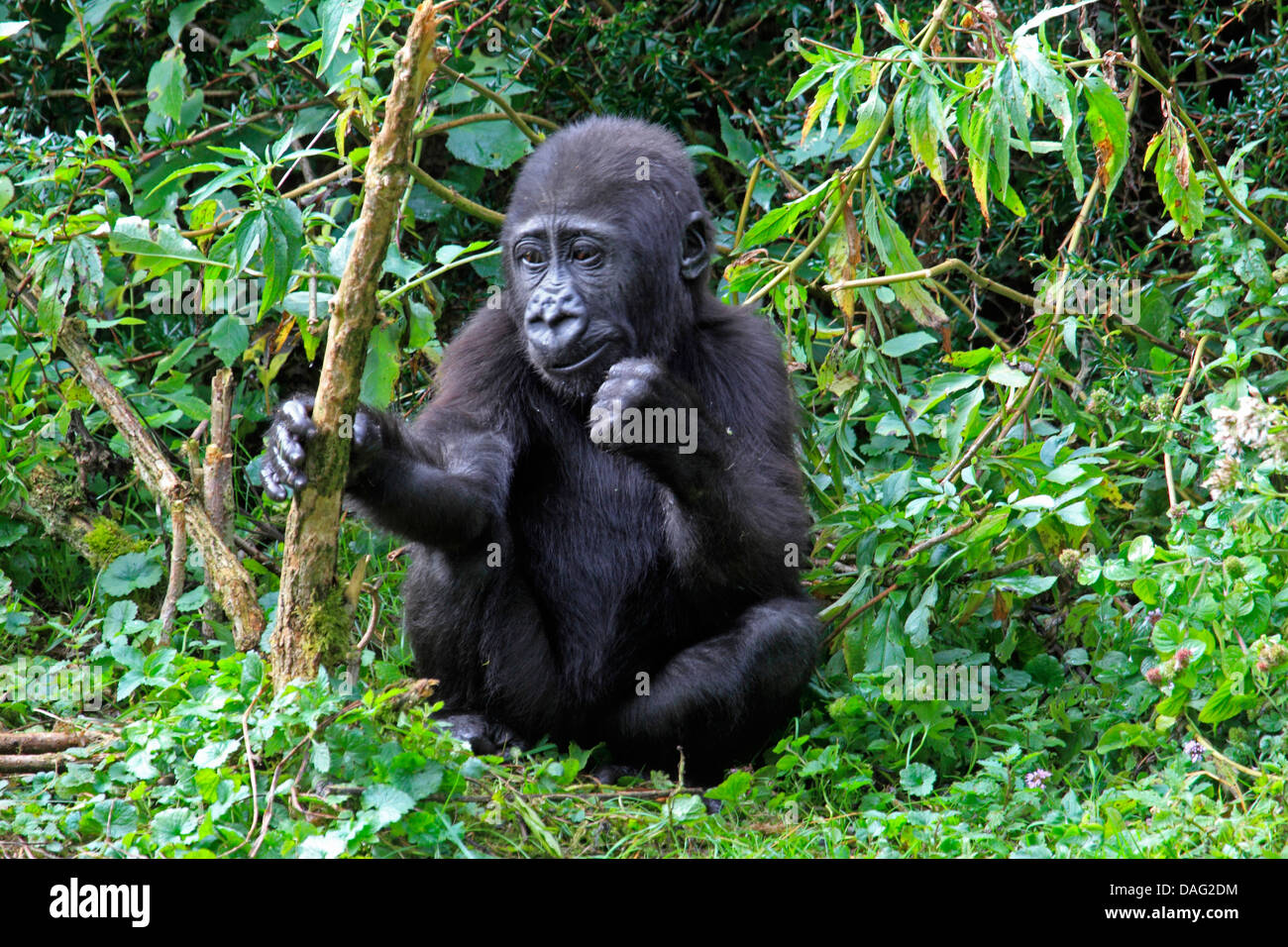 lowland gorilla (Gorilla gorilla gorilla), juvenile sitting at the edge of a thicket Stock Photo