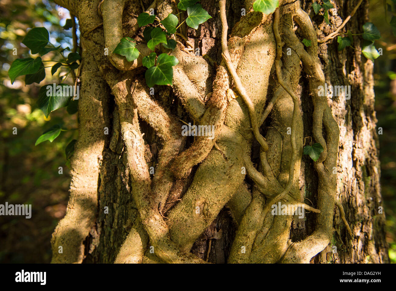 English ivy, common ivy (Hedera helix), thick stems at an tree trunk, Germany, North Rhine-Westphalia Stock Photo