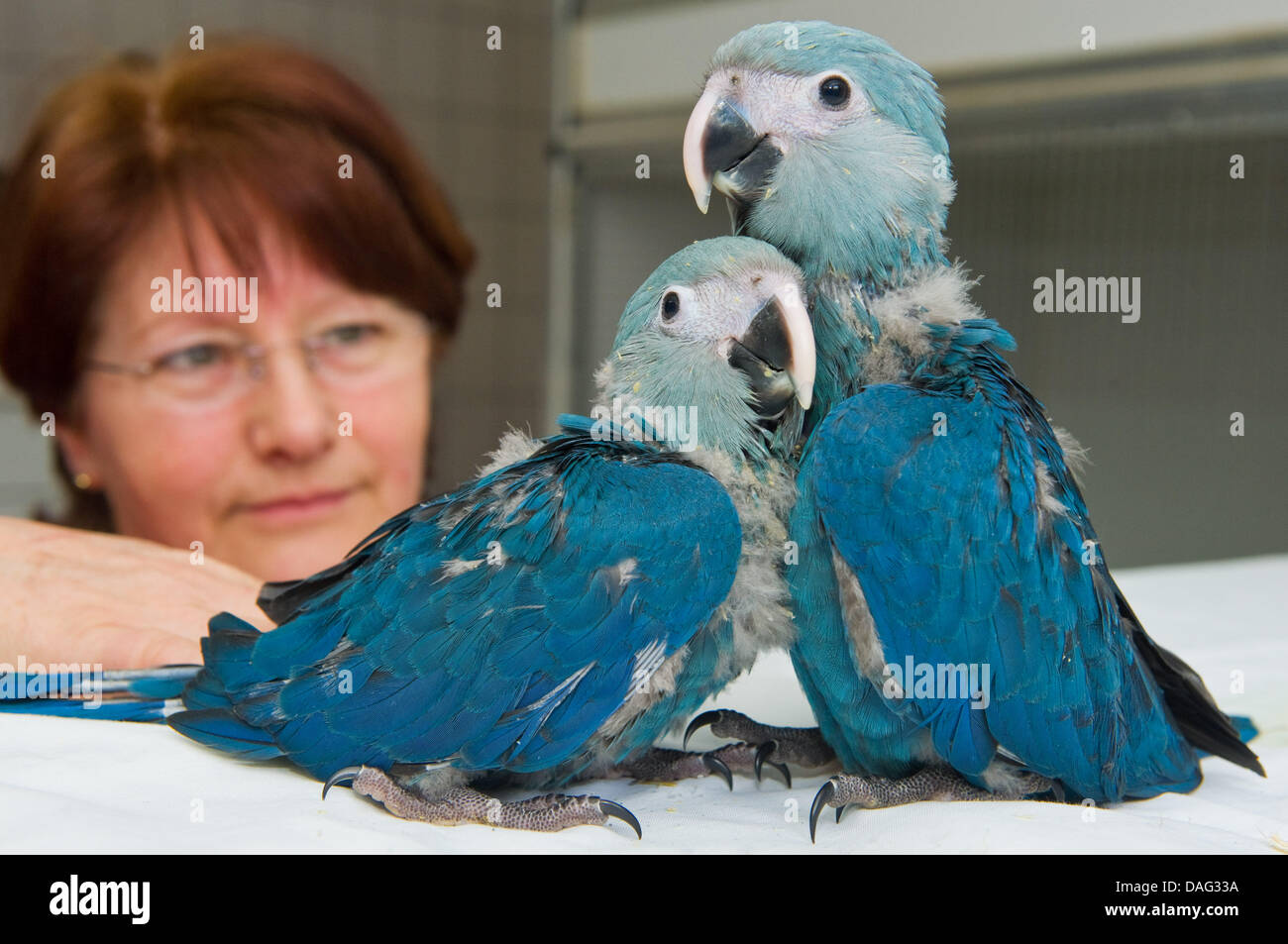The picture shows the parrot breeder Baerbel Sydow with the two Spix-Aras Kiki (L) and Felix (R), aged eight weeks, in Chorin, Germany on 14 March 2011. With a bang started the year for the 'Association for the Preservation of Endangered Parrots' in Schoeneiche, in January the two parrots hatched. According to the association they are the first Spix-Aras bred in captivity world-wid Stock Photo