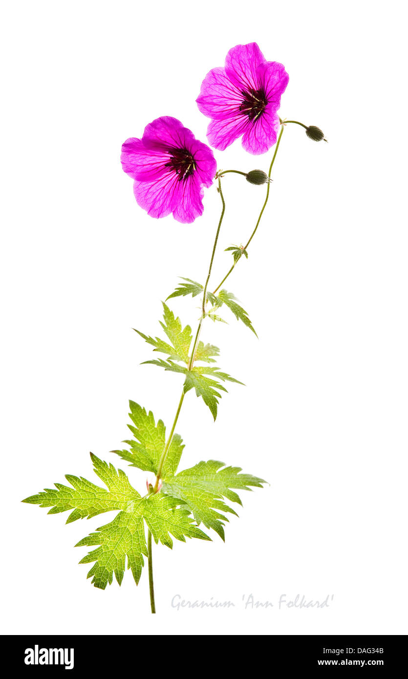 Geranium 'Ann Folkard' flower, leaves and buds on white background Award of Garden Merit July England UK Europe Stock Photo