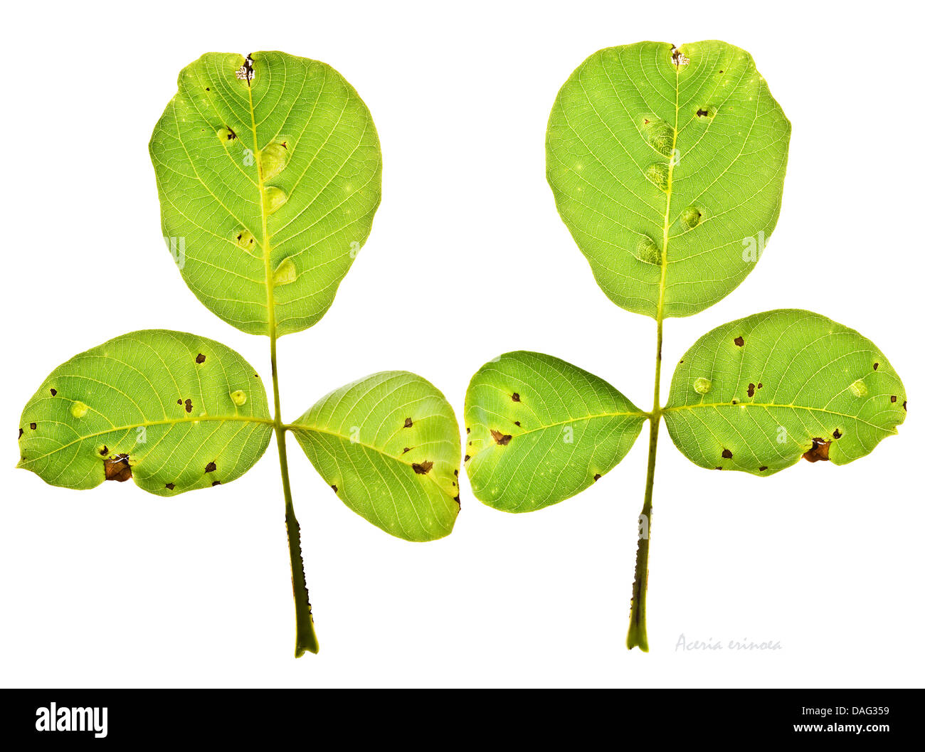 The Walnut Leaf Gall Mite (Aceria erinoea, previously known as Eriophyes erineus) causes unsightly damage to the leaves Stock Photo