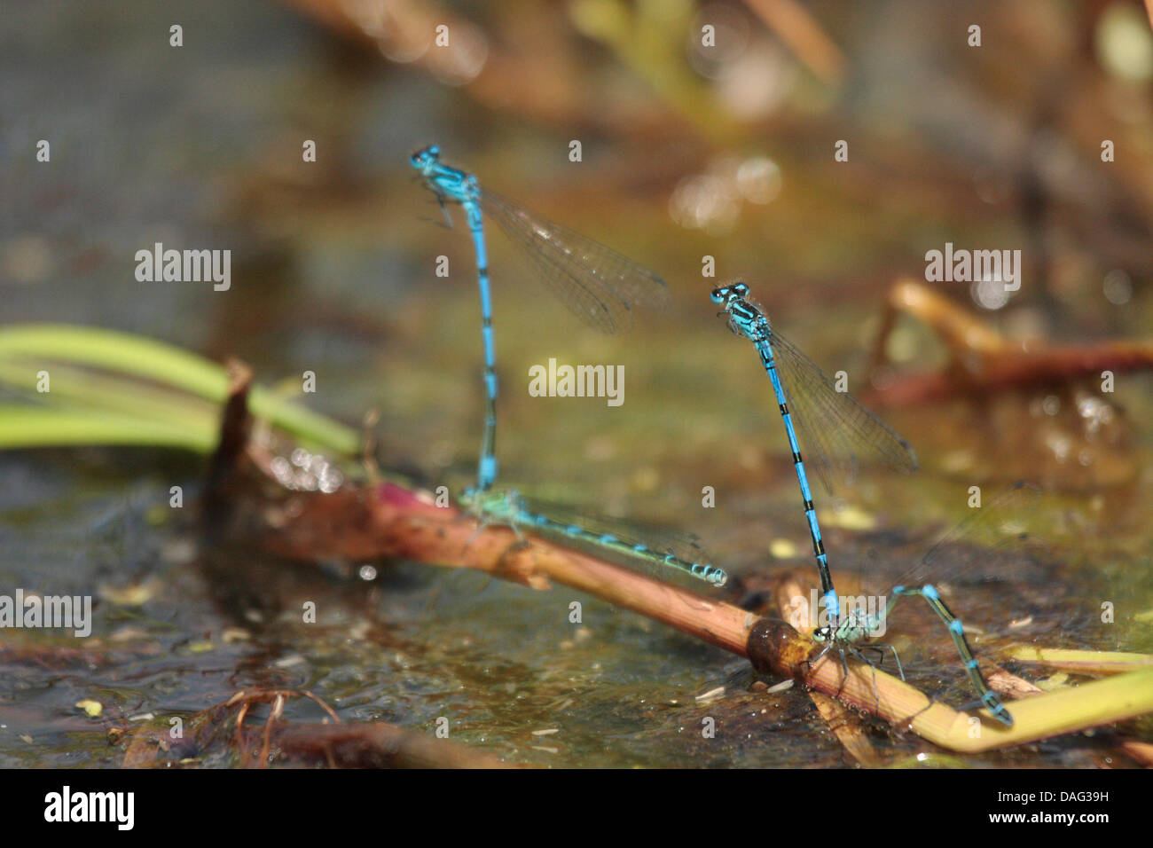 Blue Damselflies mating and egg laying Stock Photo - Alamy