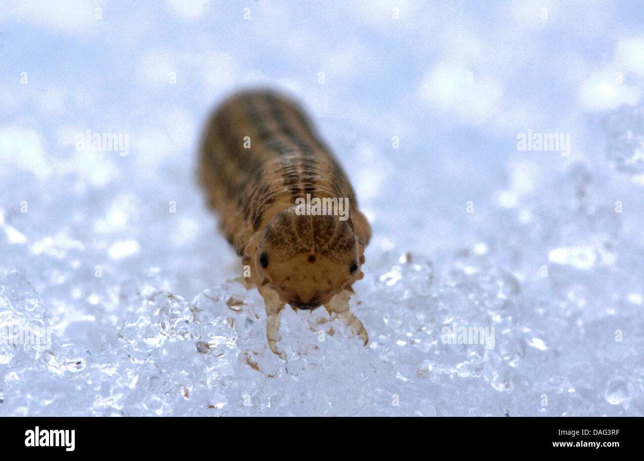 caterpillar of a Noctuidae in snow, Germany, Bavaria, Oberbayern, Upper Bavaria Stock Photo
