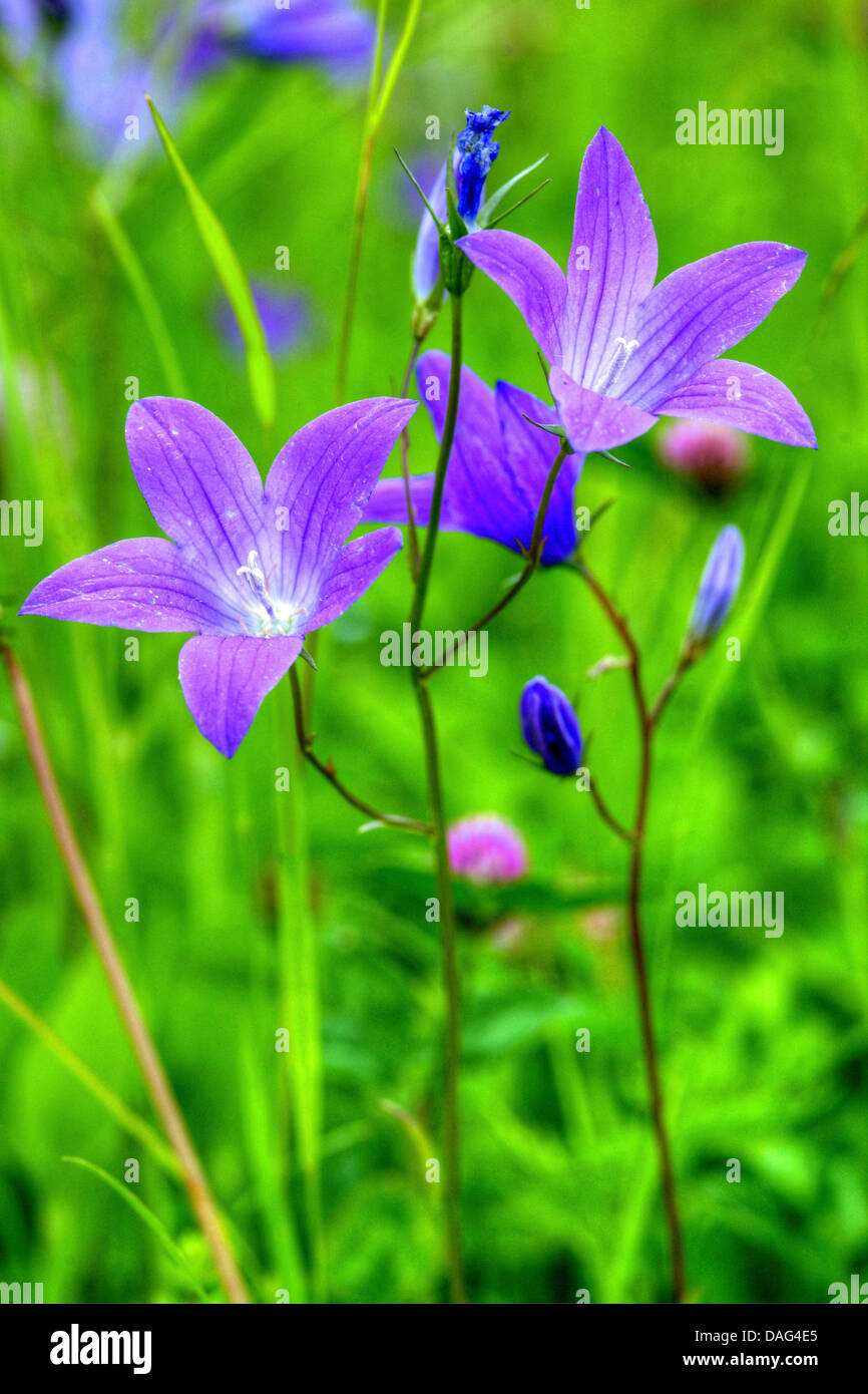 spreading bellflower (Campanula patula), blooming, Italy, South Tyrol, Dolomites, Fanes-Sennes-Prags Nature Park Stock Photo