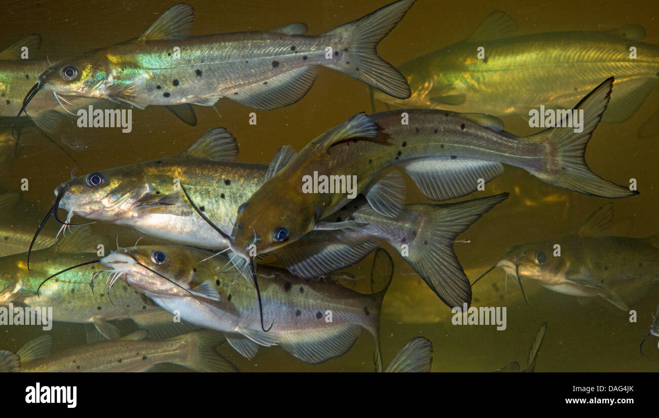 Channel catfish (Ictalurus punctatus), little shoal of fish Stock Photo