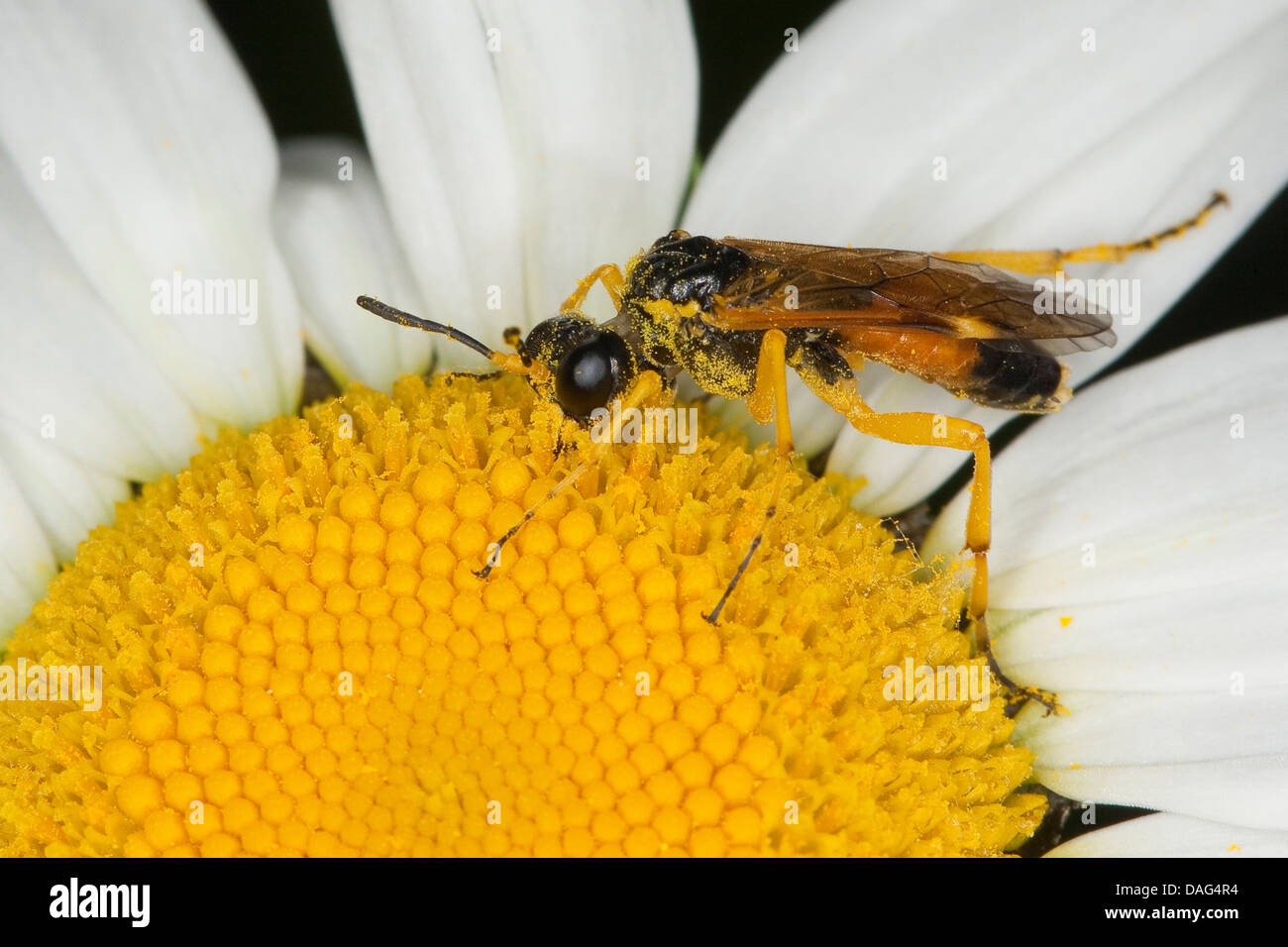 Sawfly, Saw-fly (Tenthredopsis spec,), on a daisy, covered with pollen, Germany Stock Photo