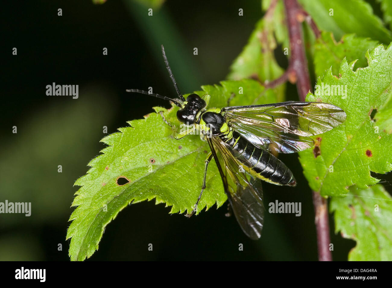 Sawfly, Saw-fly (Tenthredo mesomela, Eurogaster mesomela), sitting on a leaf, Germany Stock Photo
