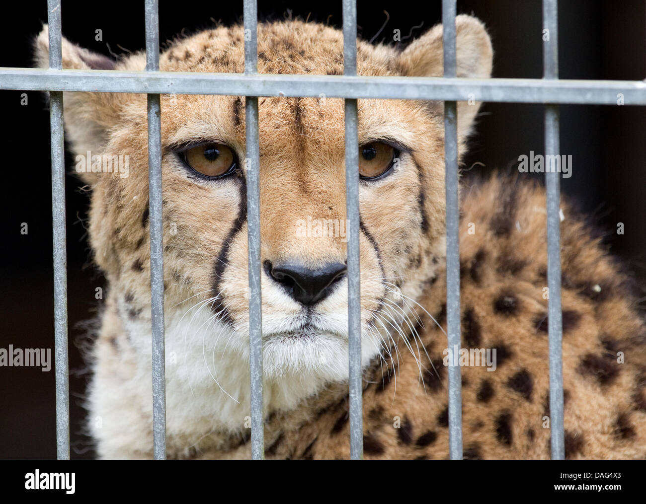 The cheetah Xenia looks through the fence around her enclosure at the Zoo in Muenster, Germany, 16 March 2011. Cheetah and Jabari are supposed to have cubs, but because Cheetah turns out to be very picky, it was not successful so far. Photo: Friso Gentsch Stock Photo