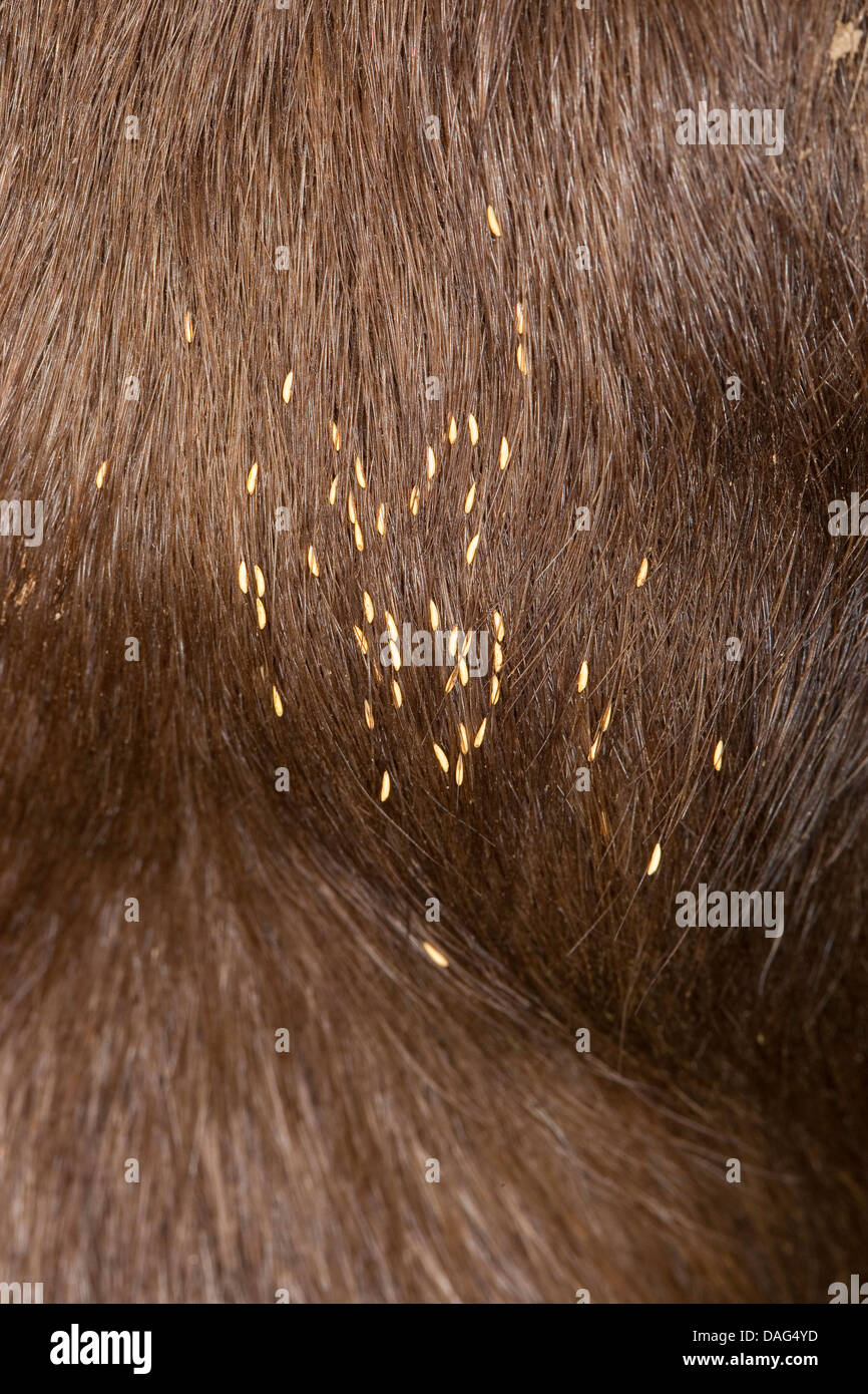 horsebotfly (Gasterophilus intestinalis), egg in the fur of a horse