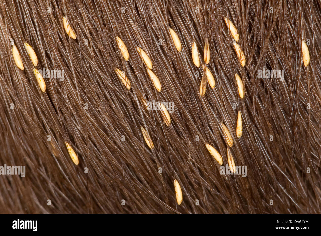 horse-botfly (Gasterophilus intestinalis), egg in the fur of a horse ...