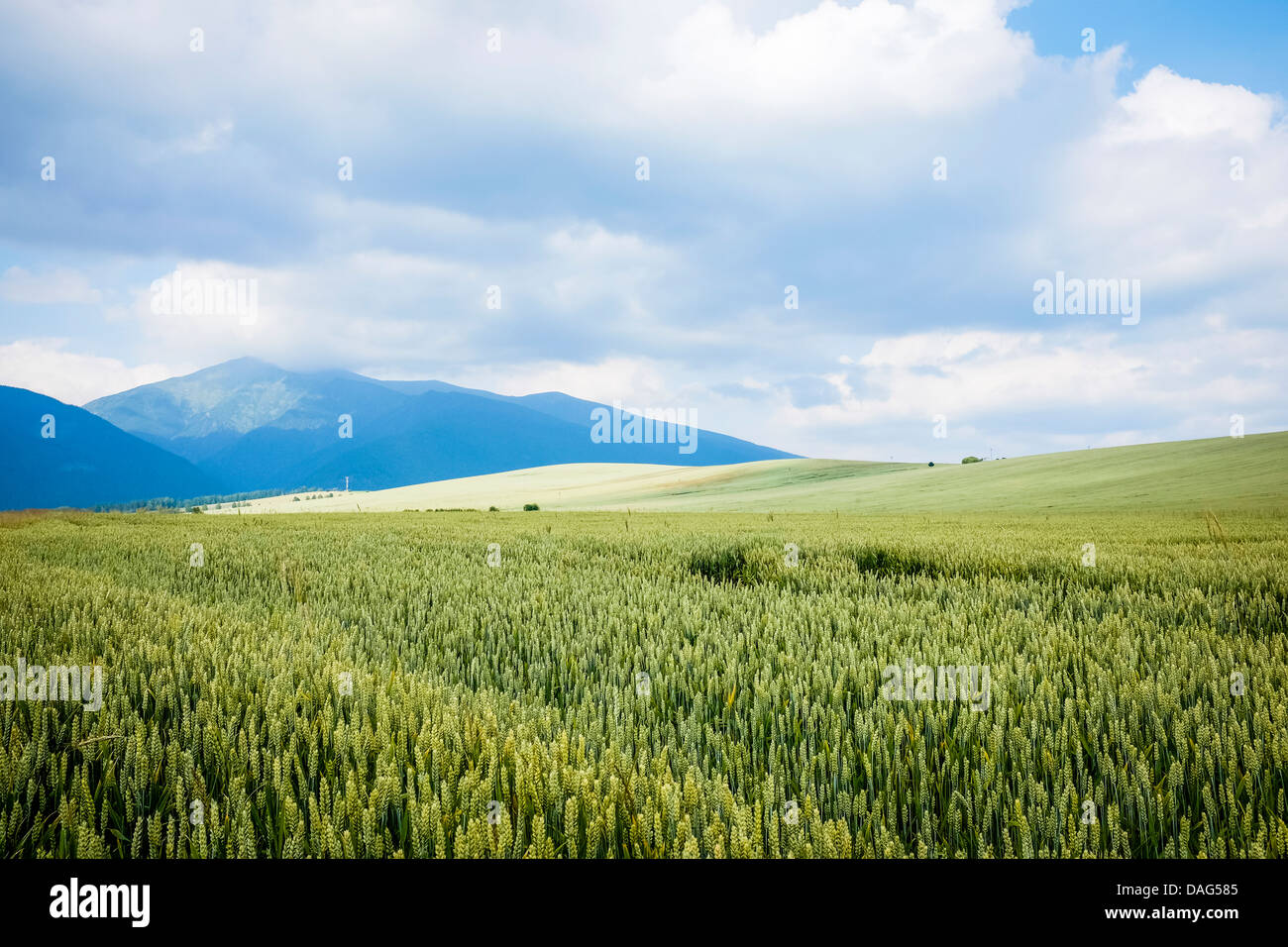 siummer July fileds with green crop Stock Photo