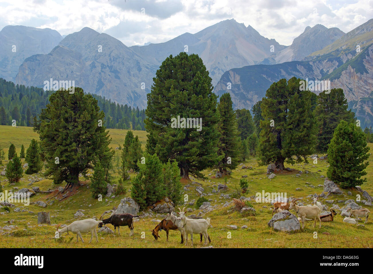 domestic goat (Capra hircus, Capra aegagrus f. hircus), free range goats in mountain landscape, Italy, South Tyrol, Dolomiten , Fanes National Park Stock Photo