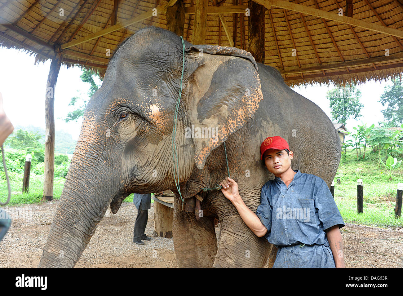 Young trainee mahout stands with his elephant . Laos sanctuary. Stock Photo