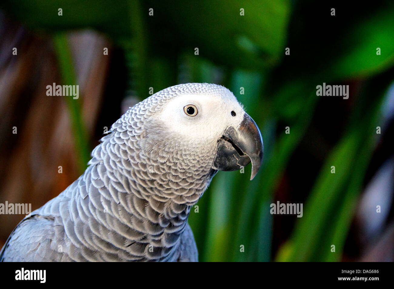African gray parrot Stock Photo