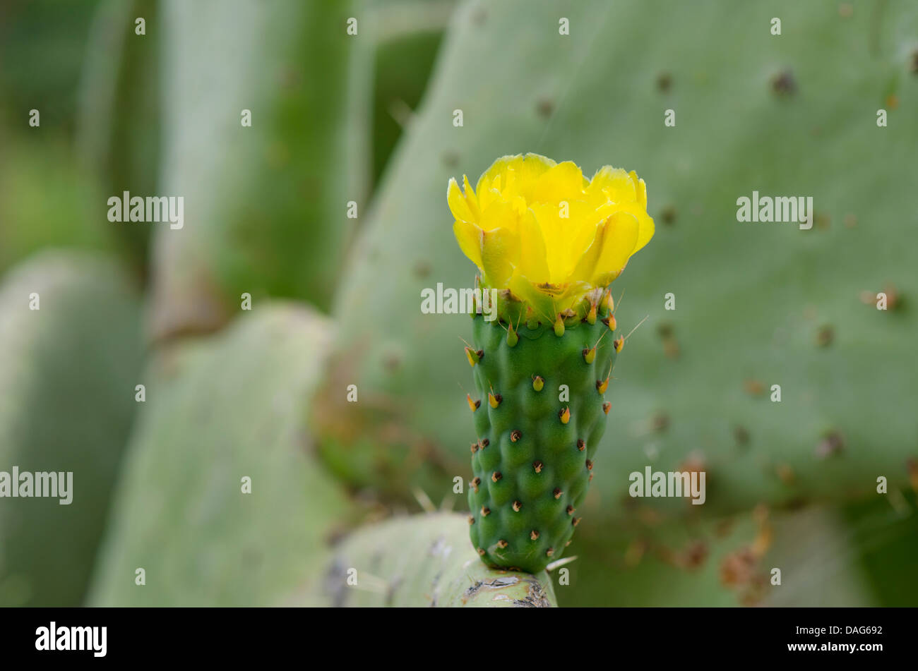 yellow-flower-of-a-prickly-pear-opuntia-ficus-indica-andalusia-spain