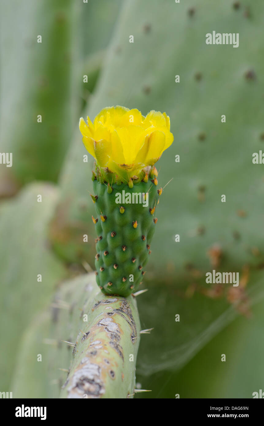 yellow-flower-of-a-prickly-pear-opuntia-ficus-indica-andalusia-spain