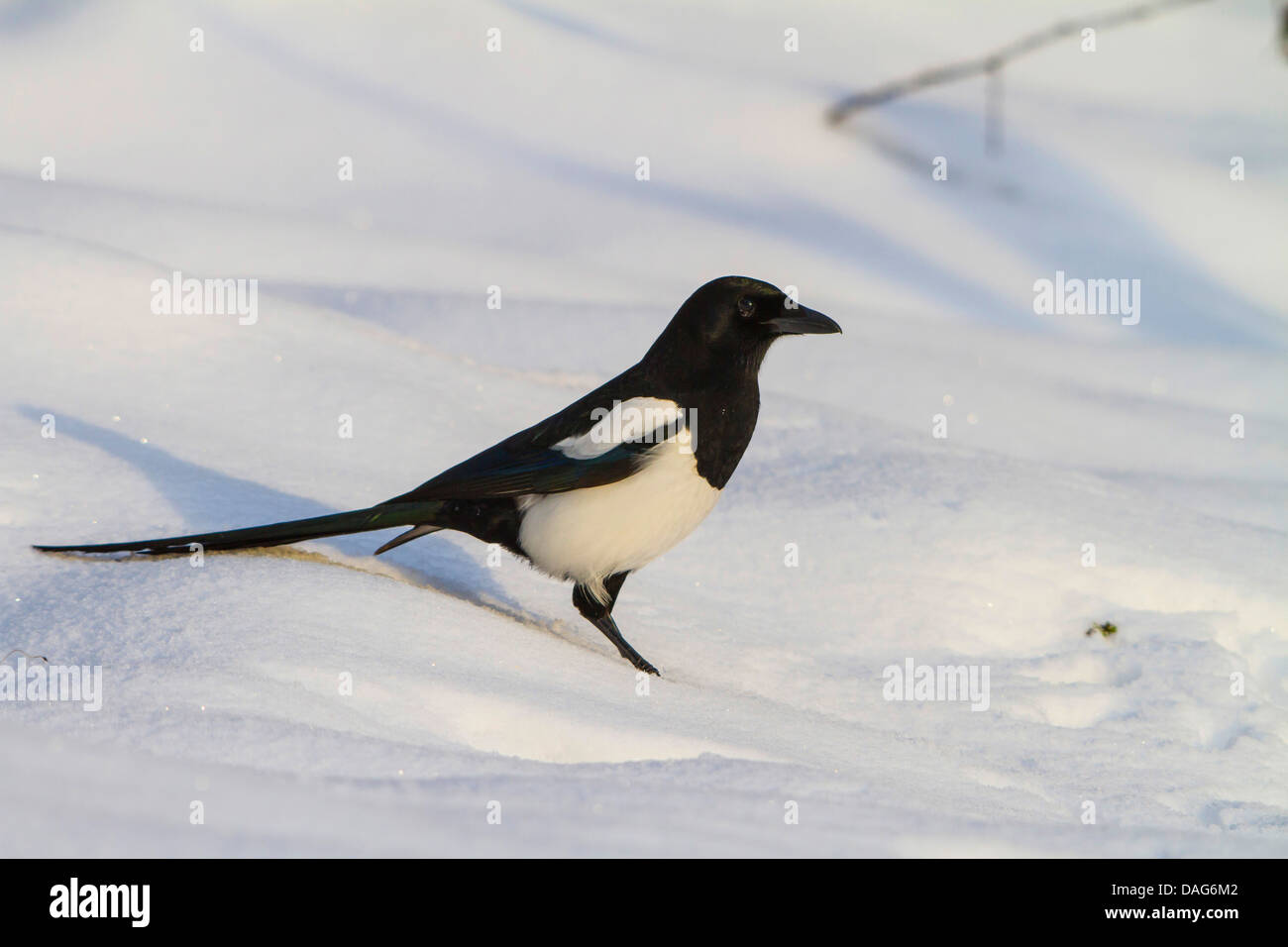 black-billed magpie (Pica pica), on the ground in the snow, Switzerland, Sankt Gallen Stock Photo