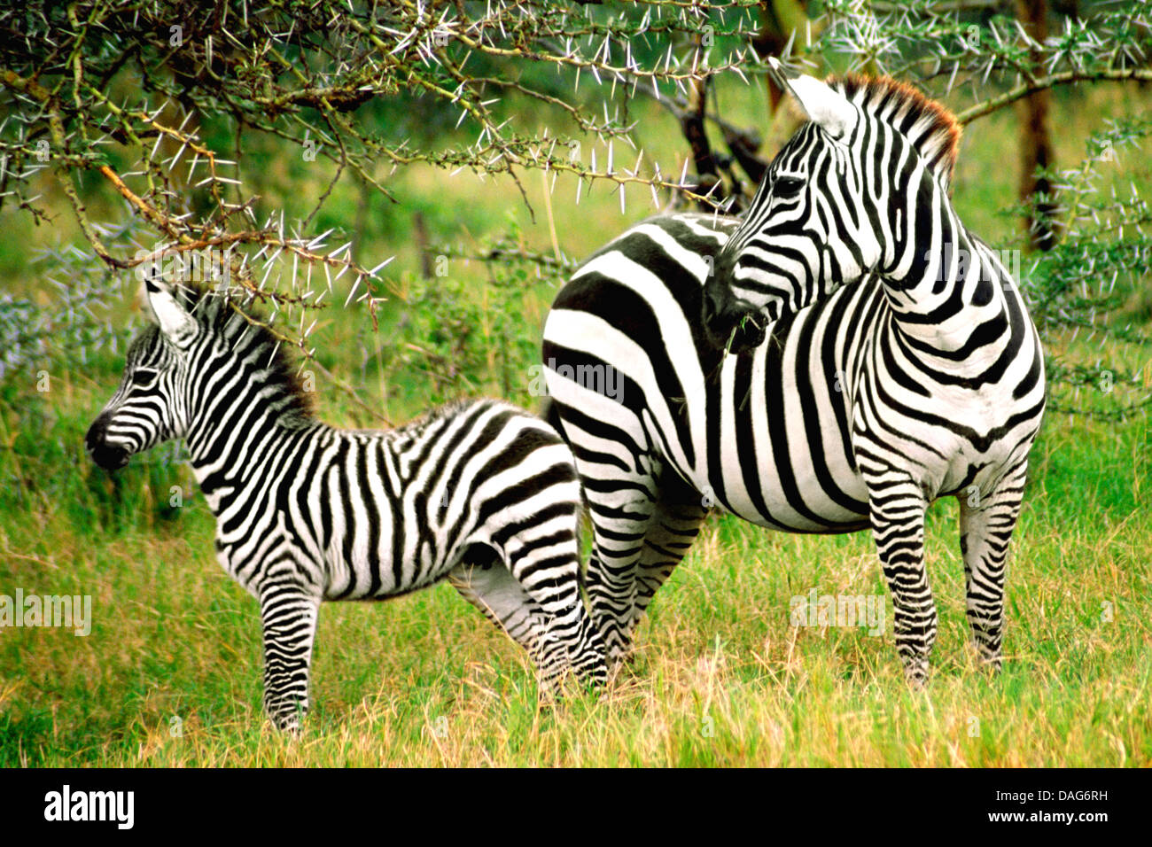 ZEBRAS MOTHER AND BABY Stock Photo