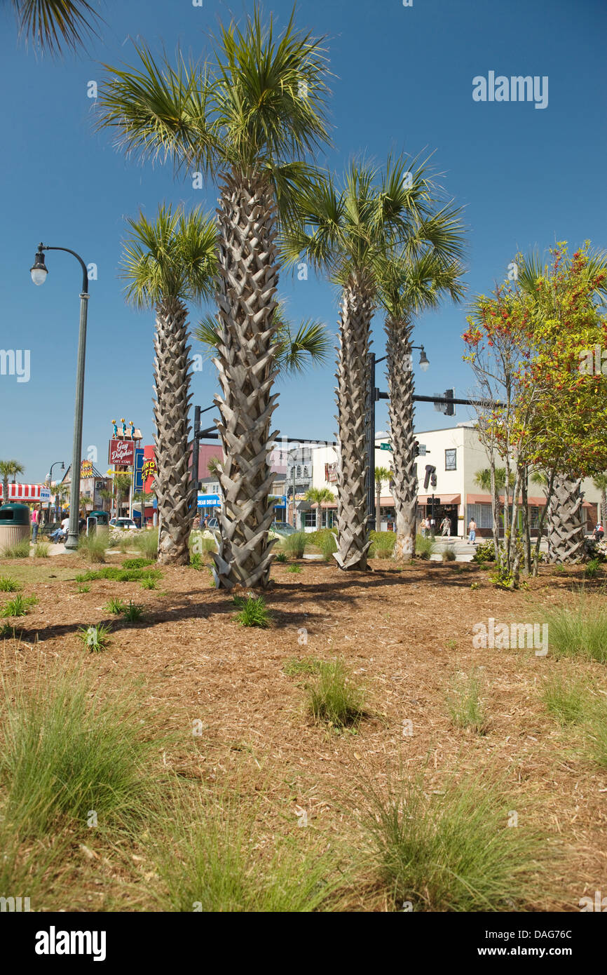 PALM TREES OCEAN BOULEVARD DOWNTOWN MYRTLE BEACH SOUTH CAROLINA USA