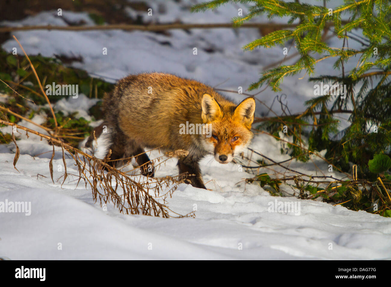 red fox (Vulpes vulpes), sneaking through the snow, Switzerland, Sankt Gallen Stock Photo