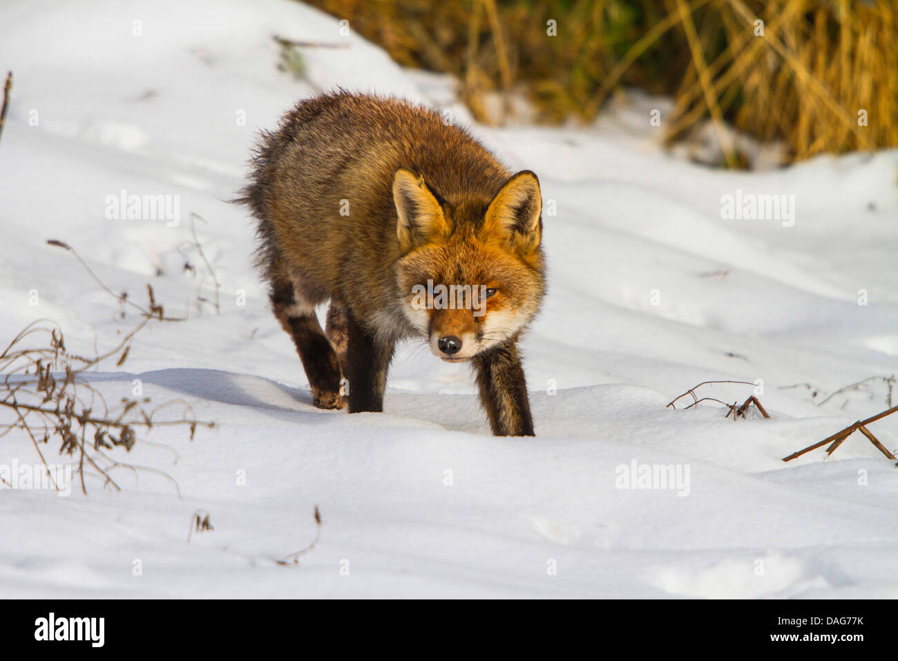 red fox (Vulpes vulpes), sneaking through the snow, Switzerland, Sankt Gallen Stock Photo