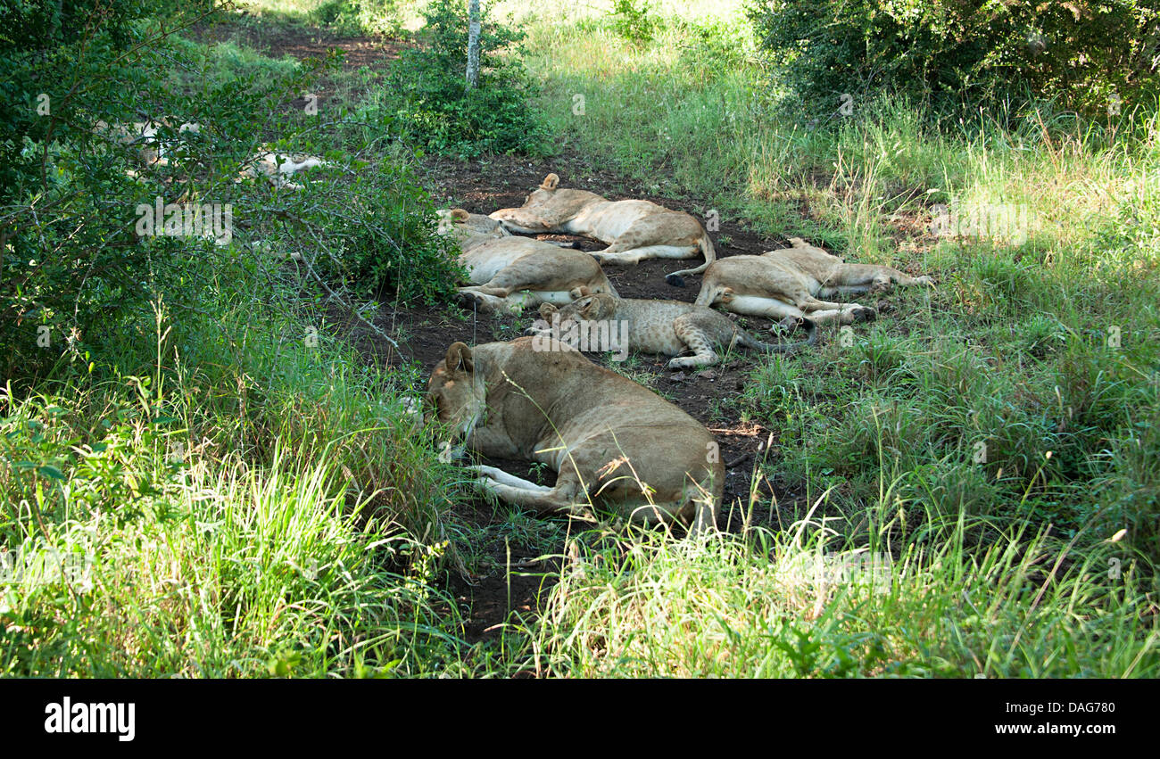 Lions resting in the heat of the afternoon sun. South African game reserve. Stock Photo