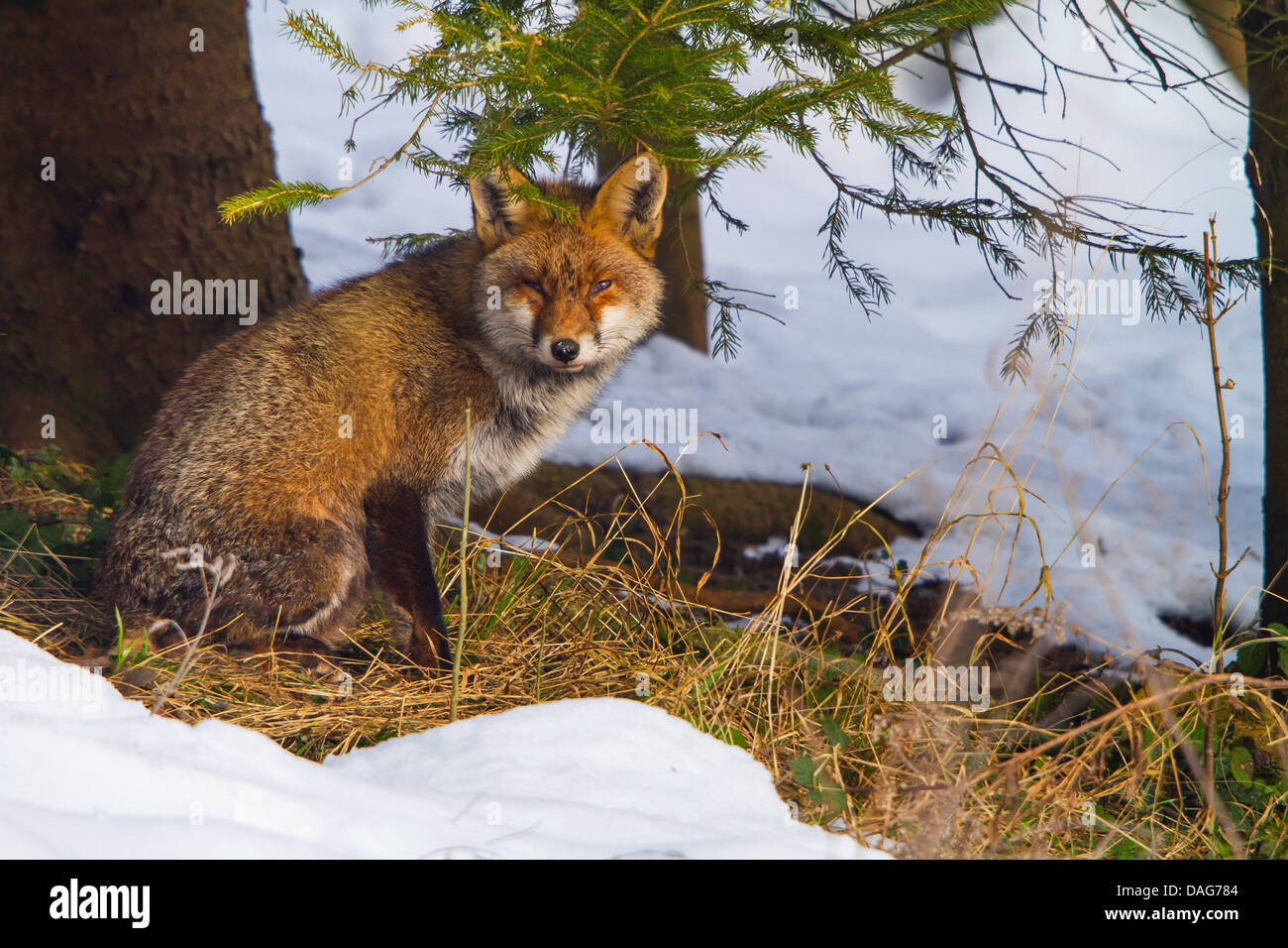 red fox (Vulpes vulpes), sitting at a tree at the forest edge, Switzerland, Sankt Gallen Stock Photo