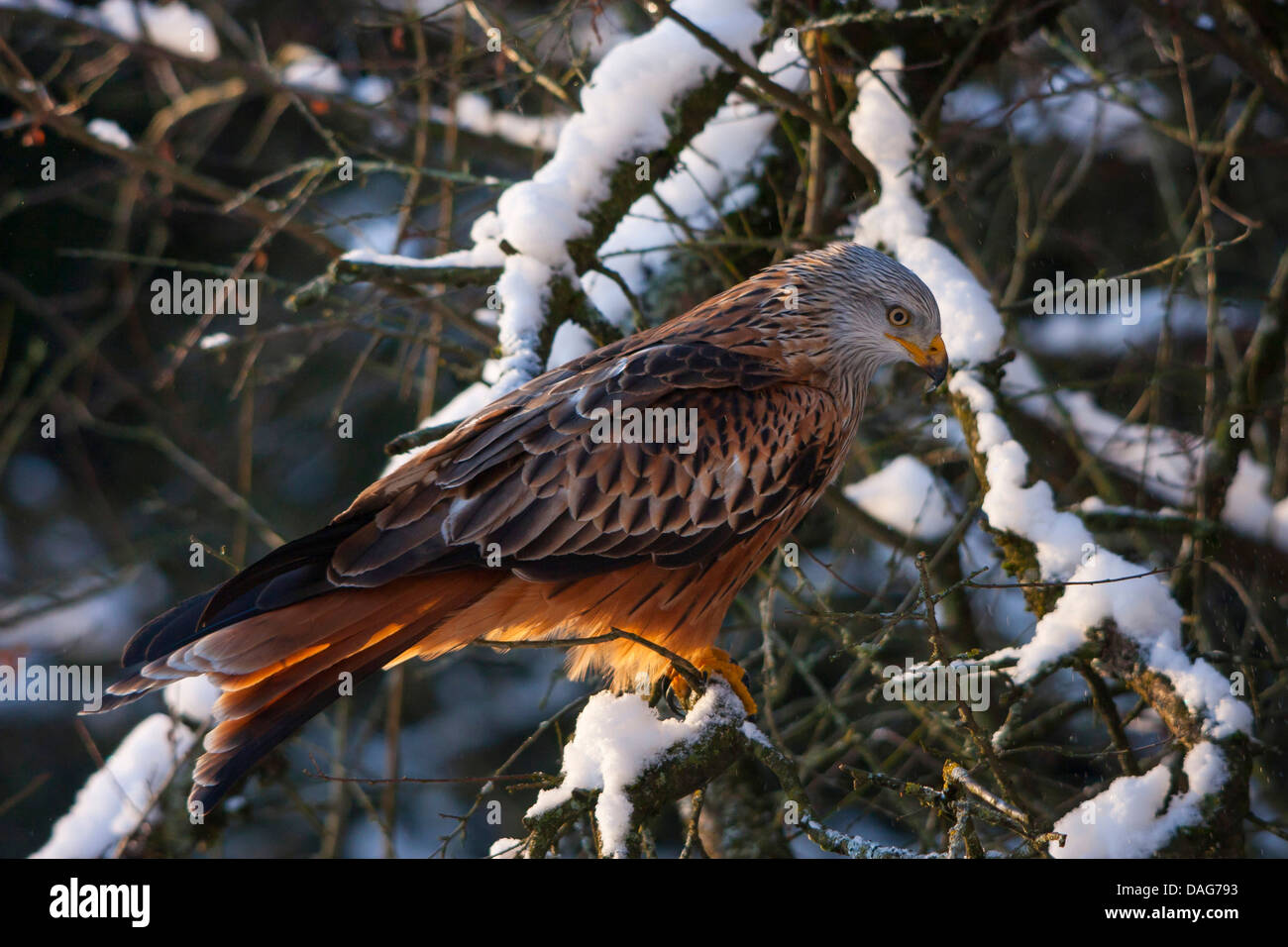 red kite (Milvus milvus), sitting on a snow-covered branch, Switzerland, Sankt Gallen Stock Photo