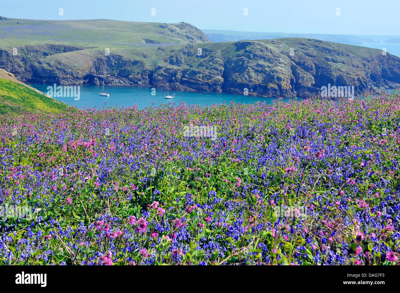 Atlantic bluebell (Hyacinthoides non-scripta, Endymion non-scriptus, Scilla non-scripta), Panoramic of Skomer island off the Pembrokeshire coast, Wales, UK. The island is famouse for its bird life and flowers and is a nature reserve, Here during May the are carpets of Bluebells and thousands of Puffins nesting. Tourists are allowed on the isla, United Kingdom, Wales, Pembrokeshire Stock Photo