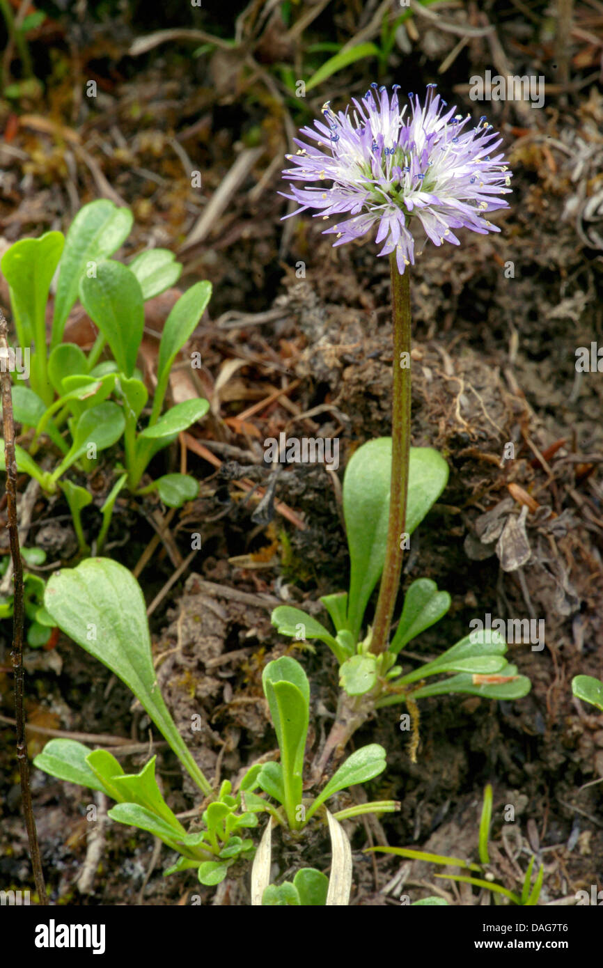 globe daisy, leather leaf owder puff, powderpuff (Globularia cordifolia), blooming, Italy, Sued Tirol, Dolomiten Stock Photo