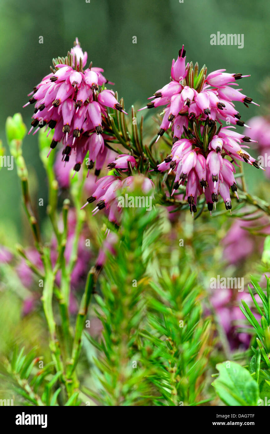 spring heath (Erica herbacea, Erica carnea), blooming, Italy, South Tyrol, Dolomites Stock Photo