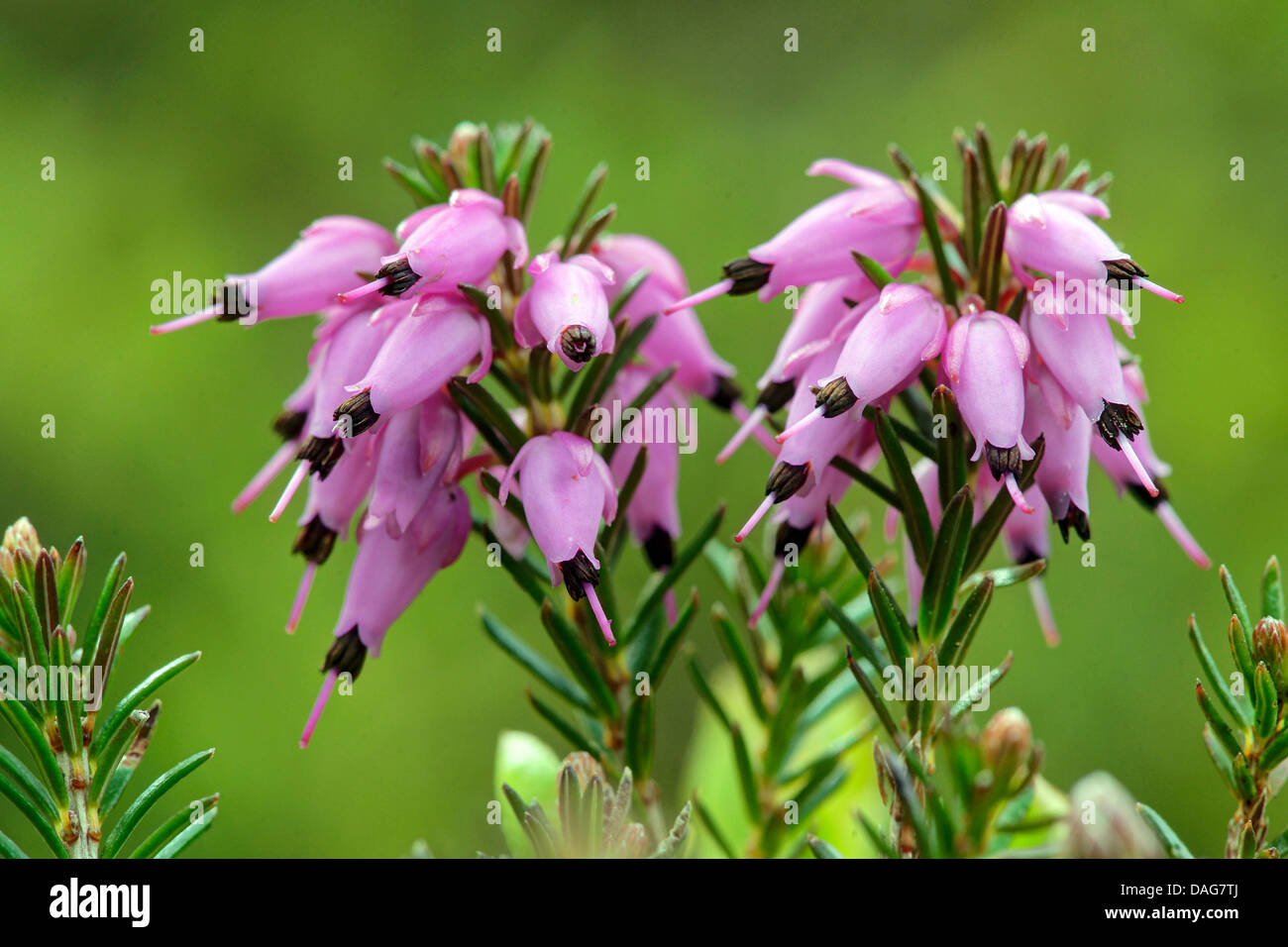 spring heath (Erica herbacea, Erica carnea), blooming, Italy, South Tyrol, Dolomites Stock Photo