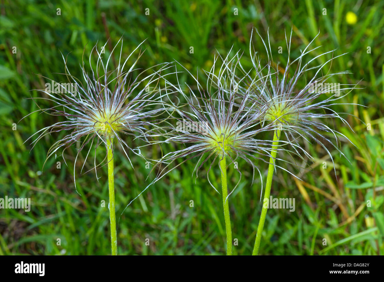 pasque flower (Pulsatilla vulgaris), fruiting plants in a meadow, Germany, NRW, Eifel Stock Photo