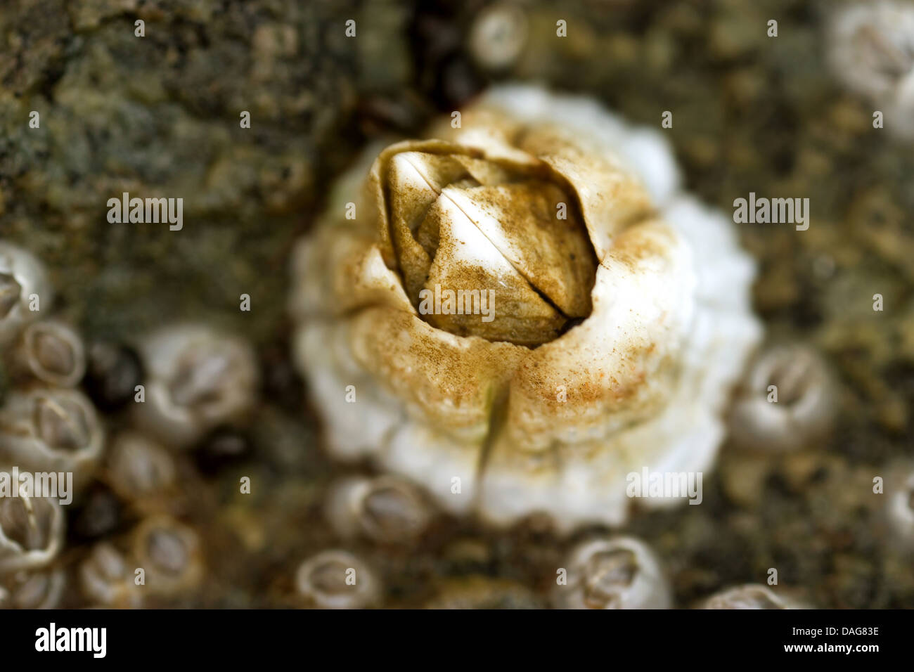 barnacle (Balanus spec.), macro shot, Norway, Troms, Tromsoe Stock Photo