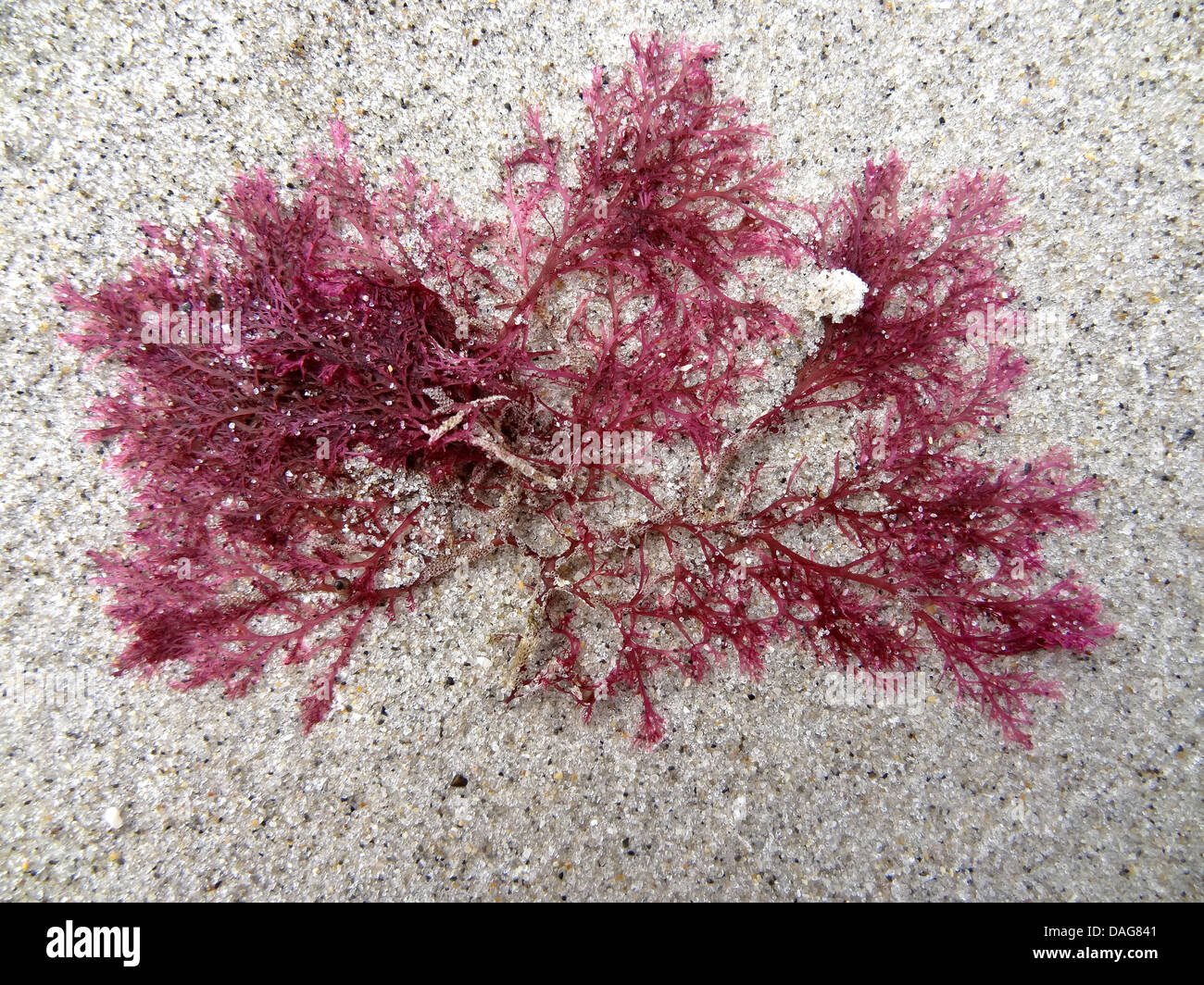 red alga (Antithamnion plumula), red algae on the sand beach, Germany, Schleswig-Holstein, Heligoland Stock Photo