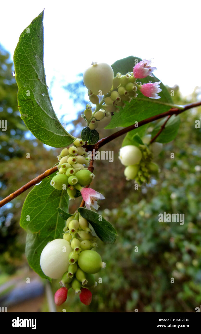 Common snowberry, waxberry (Symphoricarpos albus, Symphoricarpos racemosus), branch with flowers and fruits, Germany Stock Photo