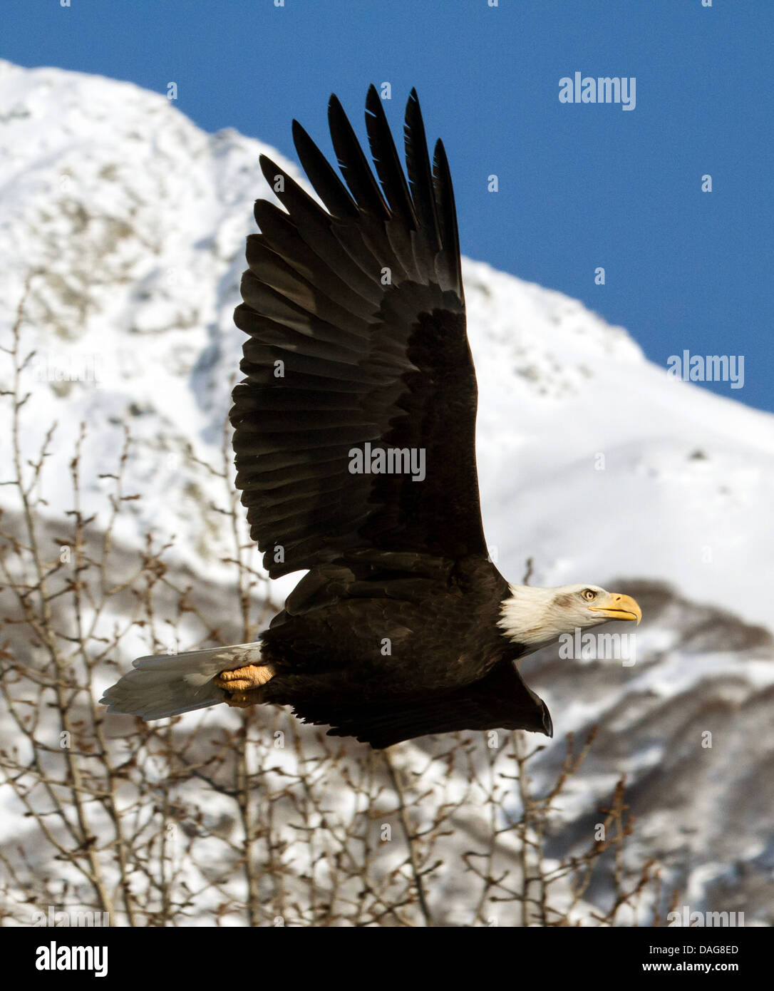 American bald eagle (Haliaeetus leucocephalus), in flight, USA, Alaska, Chilkat Bald Eagle Preserve, Haines Stock Photo