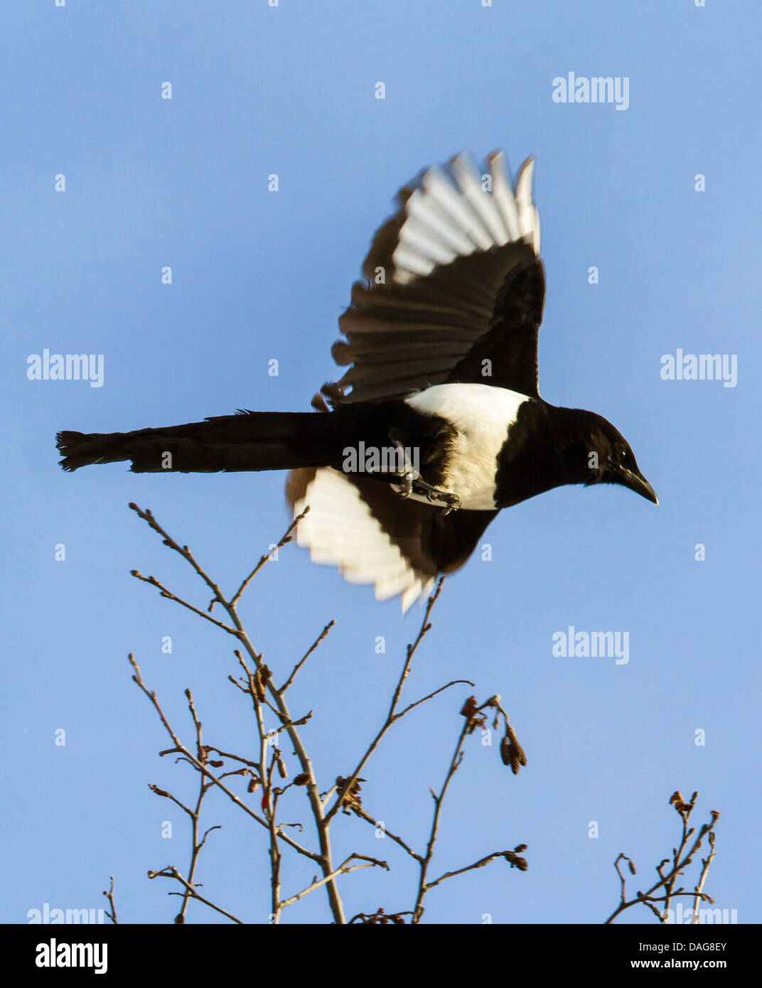 black-billed magpie (Pica pica), flying, USA, Alaska, Chilkat Bald Eagle Preserve Stock Photo