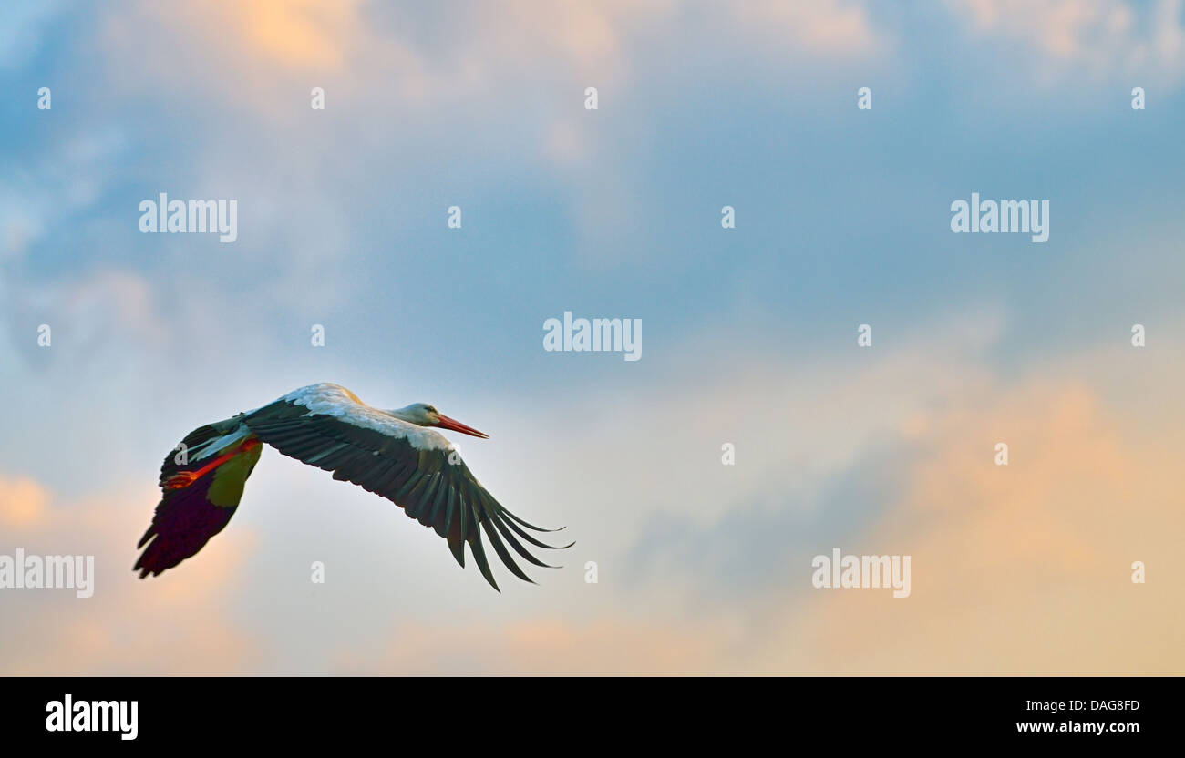 white stork flying on blue sky Stock Photo