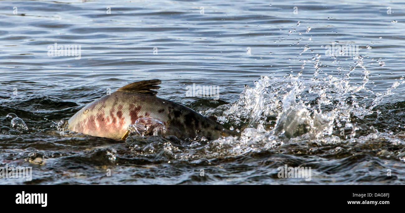 Fish chum hi-res stock photography and images - Page 2 - Alamy