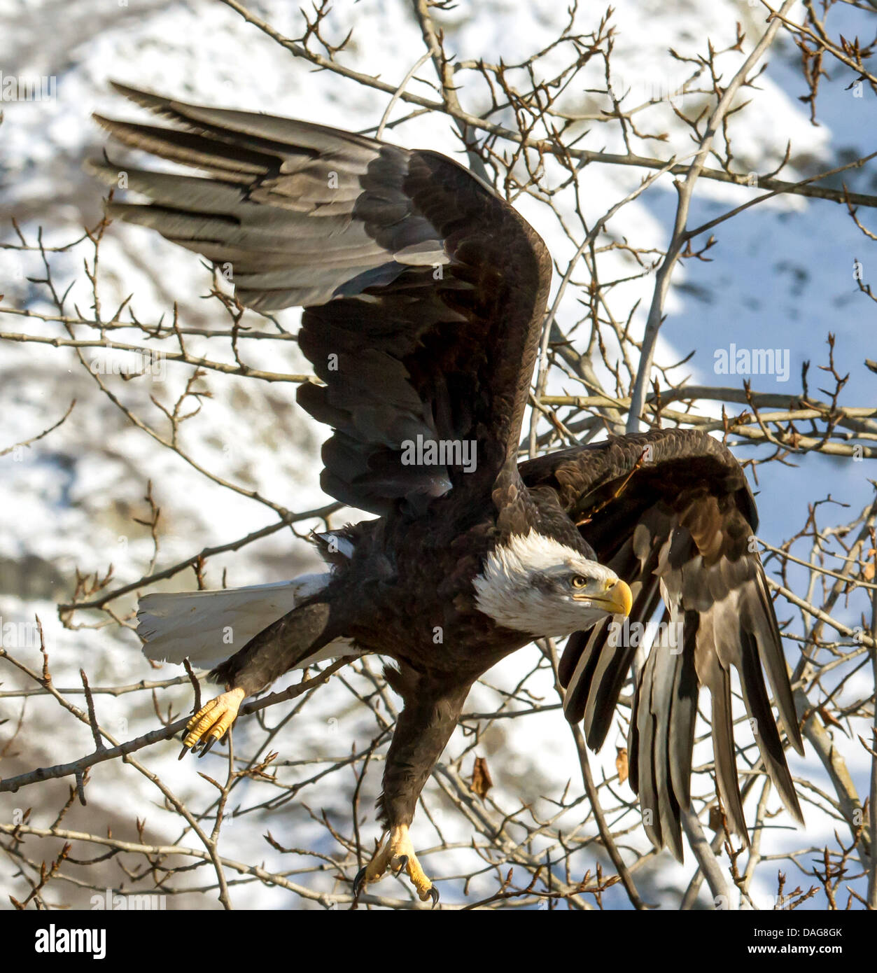 American bald eagle (Haliaeetus leucocephalus), starting from a tree, USA, Alaska, Chilkat Bald Eagle Preserve Stock Photo