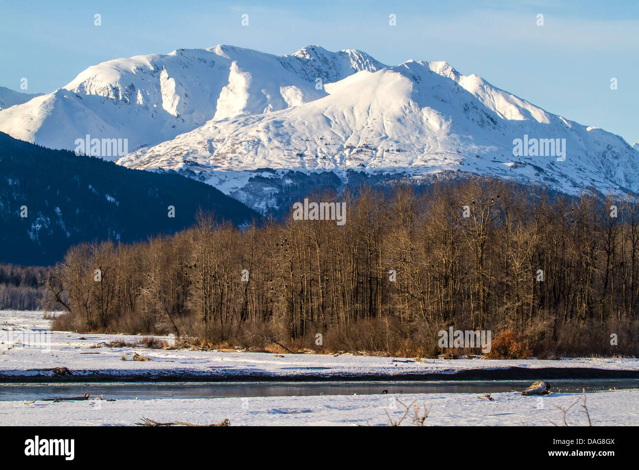 American bald eagle (Haliaeetus leucocephalus), haunt in winter, USA, Alaska, Chilkat Bald Eagle Preserve Stock Photo