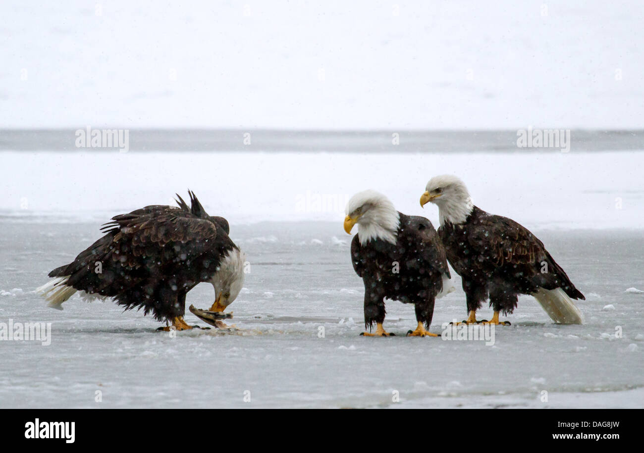 American bald eagle (Haliaeetus leucocephalus), three American eagles on dead salmon on ice cap, USA, Alaska, Chilkat Bald Eagle Preserve Stock Photo