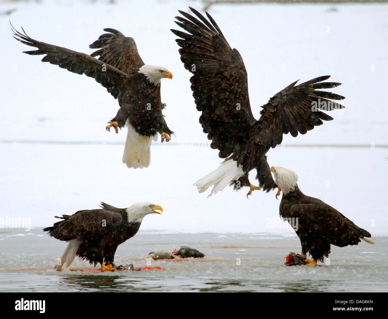 American bald eagle (Haliaeetus leucocephalus), four American bald eagles in conflict for the salmon, USA, Alaska, Chilkat Bald Eagle Preserve Stock Photo