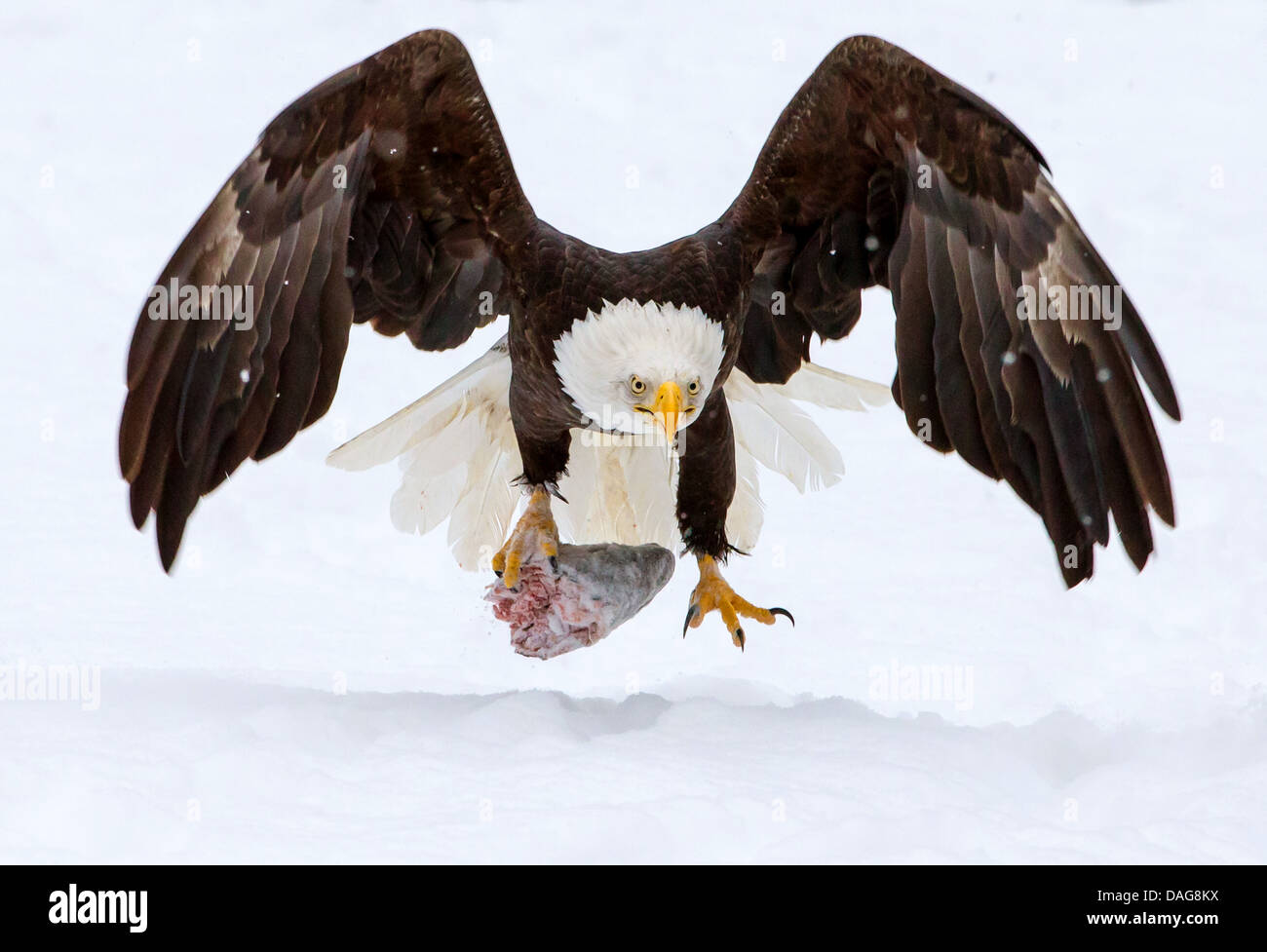 American bald eagle (Haliaeetus leucocephalus), with salmon head in talon landing in snow, USA, Alaska, Chilkat Bald Eagle Preserve Stock Photo