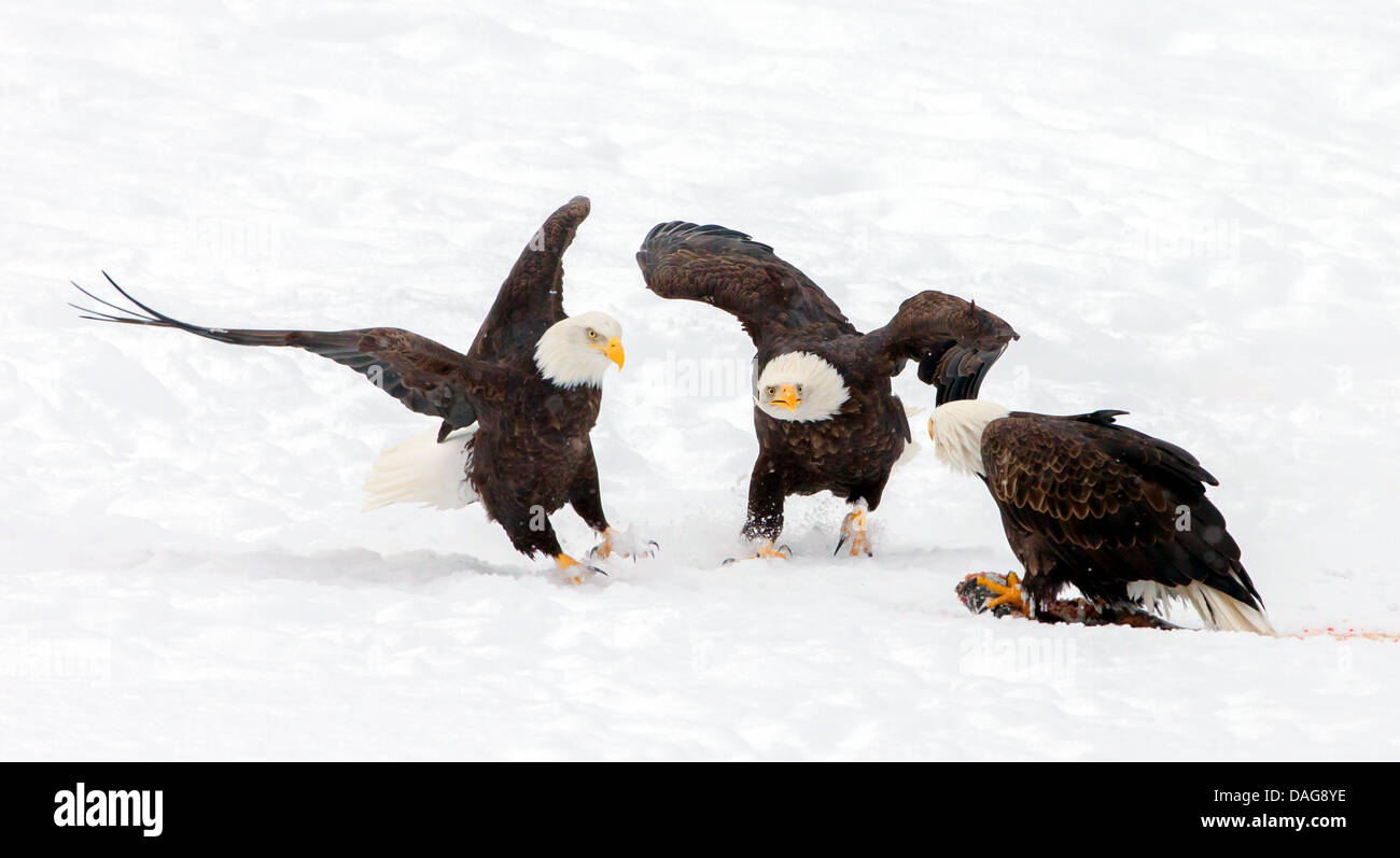 American bald eagle (Haliaeetus leucocephalus), three American bald eagles conflicting because of jealousy about food at the feeding ground in snow, USA, Alaska, Chilkat Bald Eagle Preserve Stock Photo