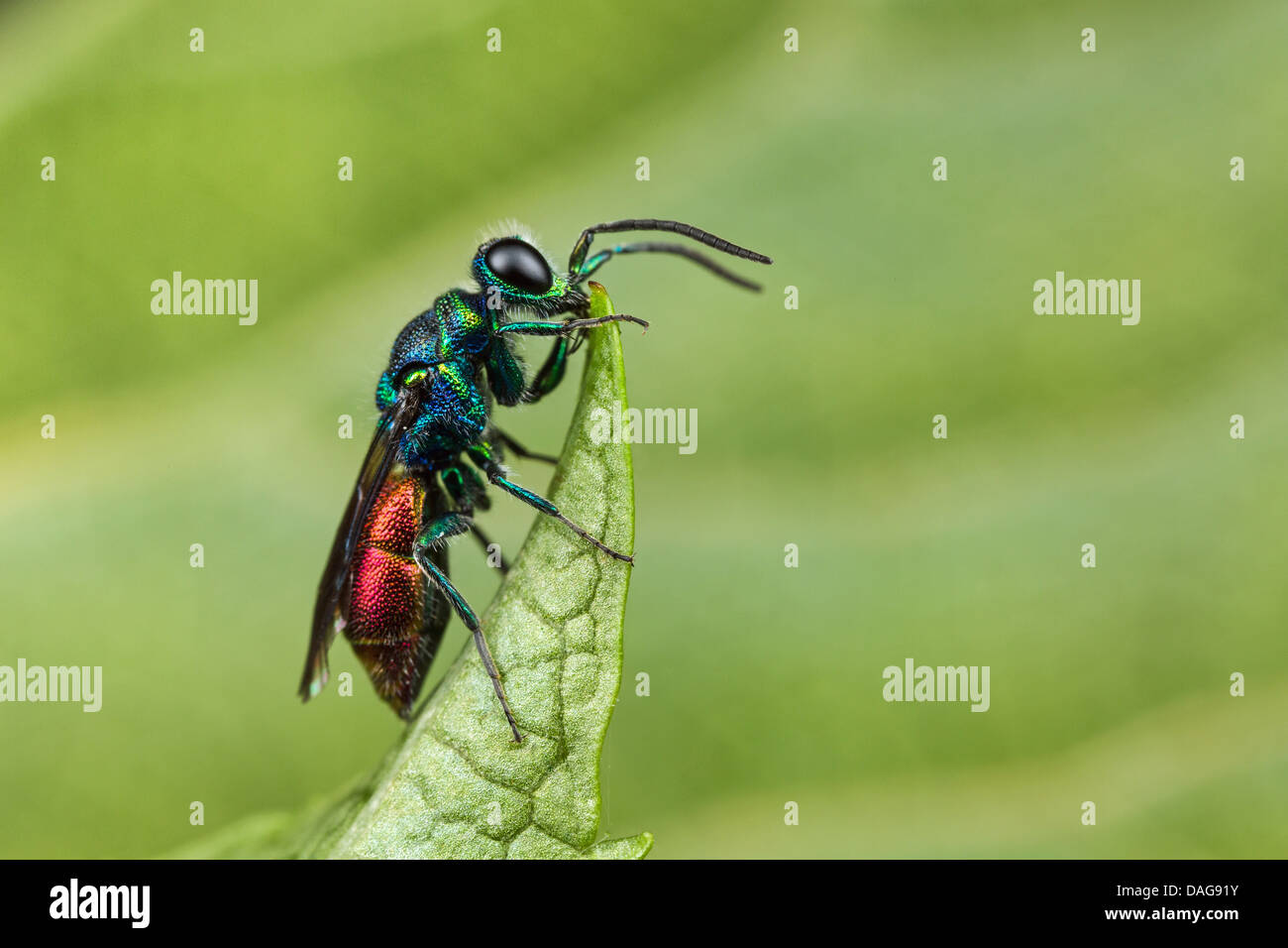 Ruby-tailed Wasp Stock Photo