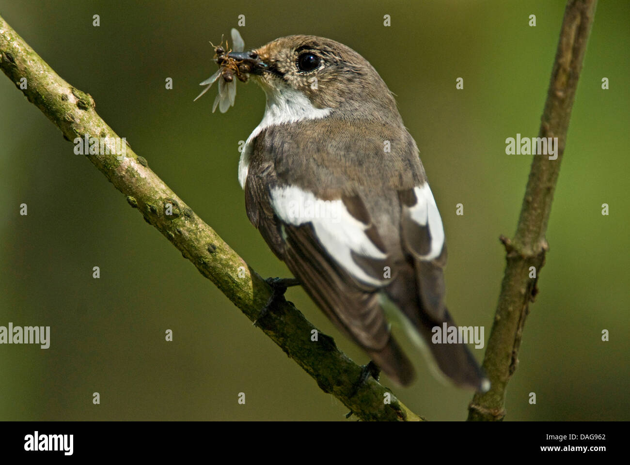 pied flycatcher (Ficedula hypoleuca), male with caught insects in the beak, Germany, North Rhine-Westphalia Stock Photo