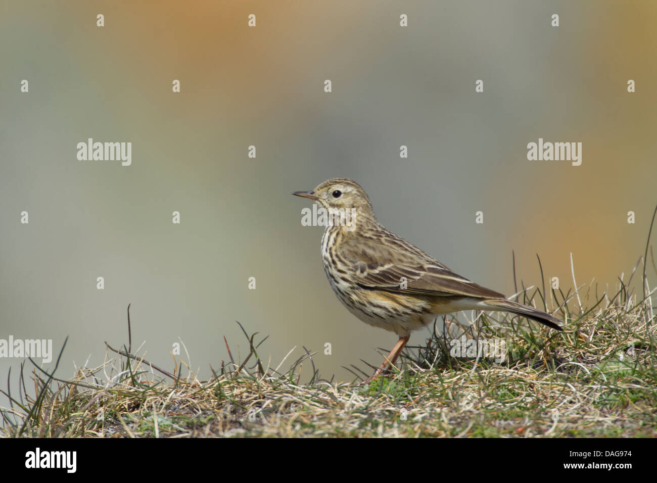 Meadow Pipit Anthus pratensis Guernsey Channel islands, UK BI024577 Stock Photo